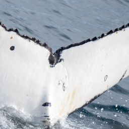 Fluke of HW-MN1306901