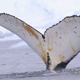 Fluke of HW-MN1306904
