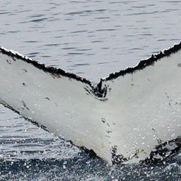 Fluke of HW-MN1306905
