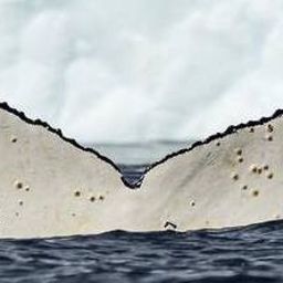 Fluke of HW-MN1306909