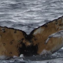 Fluke of HW-MN1306914