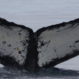 Fluke of HW-MN1306915