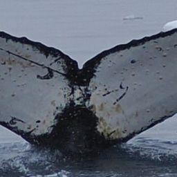Fluke of HW-MN1306918