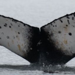 Fluke of HW-MN1306926