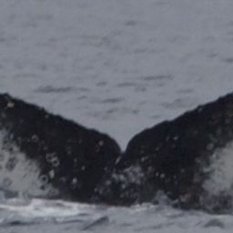 Fluke of HW-MN1306933