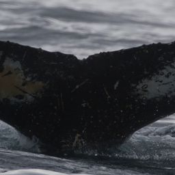 Fluke of HW-MN1306934