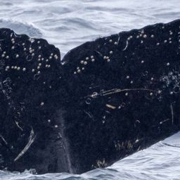 Fluke of HW-MN1306966