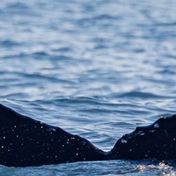 Fluke of HW-MN0410648