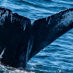 Fluke of CRC-23299