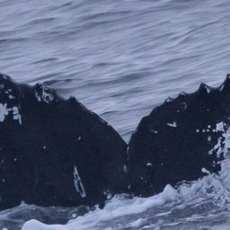 Fluke of HW-MN0503686