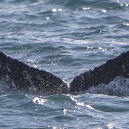 Fluke of HW-MN0503690