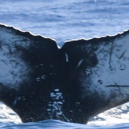 Fluke of HW-MN0804844