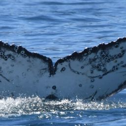 Fluke of HW-MN0804846