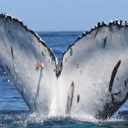 Fluke of HW-MN0804847