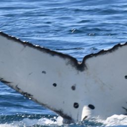 Fluke of HW-MN0804848