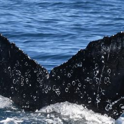 Fluke of HW-MN0804850