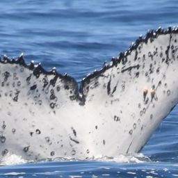 Fluke of HW-MN0804853