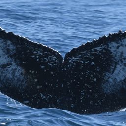 Fluke of HW-MN0804854