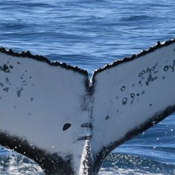 Fluke of HW-MN0804856