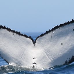 Fluke of HW-MN0804857