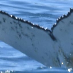 Fluke of HW-MN0804859