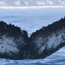 Fluke of HW-MN0804861