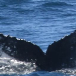 Fluke of HW-MN0804862