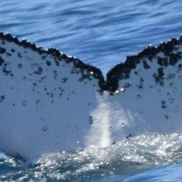 Fluke of HW-MN0804863