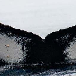 Fluke of HW-MN1306979