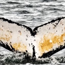 Fluke of HW-MN1306997