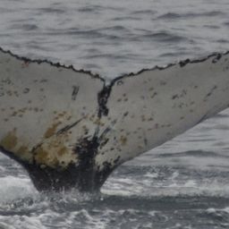 Fluke of HW-MN1307013