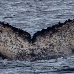 Fluke of HW-MN1307016