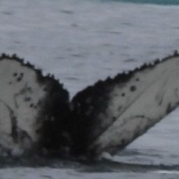 Fluke of HW-MN1307028