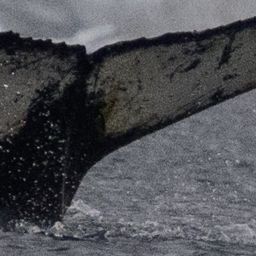 Fluke of Tethys