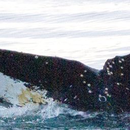 Fluke of HW-MN1307035