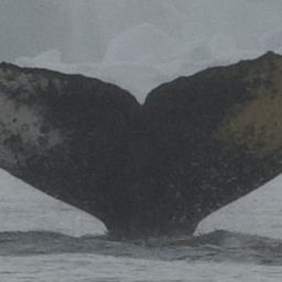 Fluke of HW-MN1307039