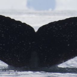 Fluke of HW-MN1307045