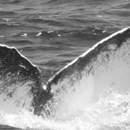 Fluke of CRC-10107