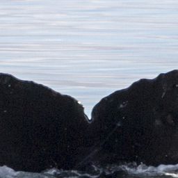 Fluke of LomiLomi