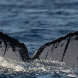 Fluke of HW-MN0444897