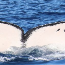 Fluke of HW-MN0444899