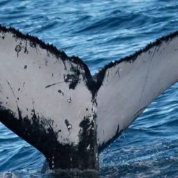 Fluke of HW-MN0444900
