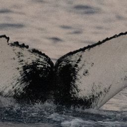 Fluke of HW-MN0444902