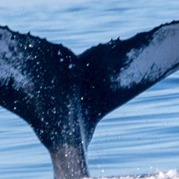 Fluke of HW-MN0444903