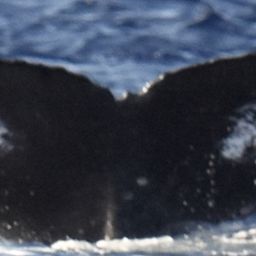 Fluke of SEAK-5658