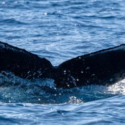 Fluke of HW-MN0444908