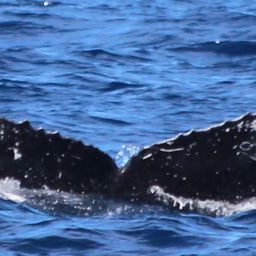 Fluke of HW-MN0444909