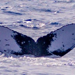 Fluke of HW-MN0444922