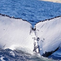 Fluke of HW-MN0524231