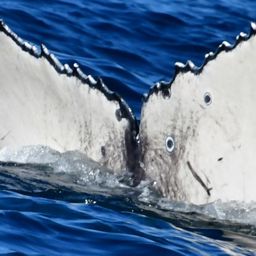 Fluke of CRC-23305
